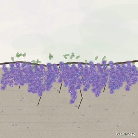 wisteria over a wall