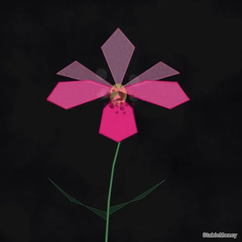 one orchid on black