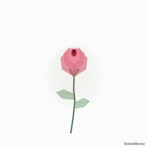 a rose bud on white